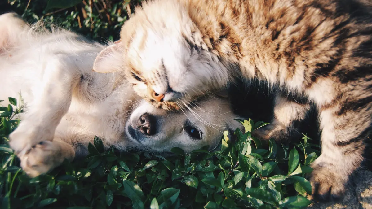 Cat and Dog are friends