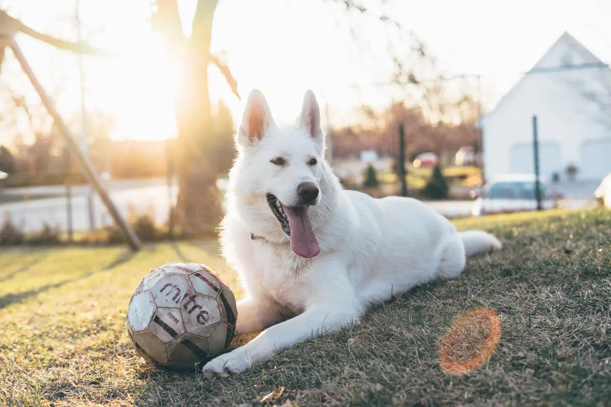 Football Dog